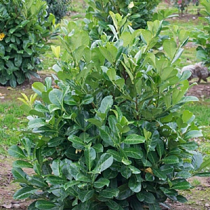 Prunus laurocerasus 'Rotundifolia'