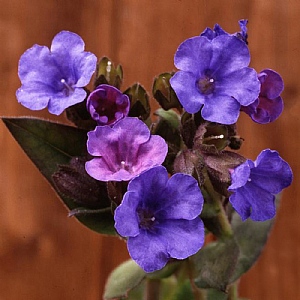 Pulmonaria 'Blue Ensign'