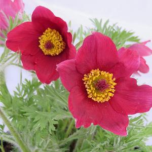 Pulsatilla 'Pinwheel Dark Red Shades'