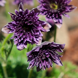 Pulsatilla 'Fairy Dreams'