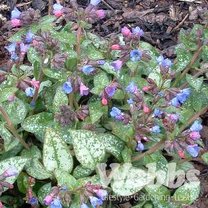 Pulmonaria ‘Majesté'