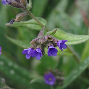 Pulmonaria 'Miss Elly'