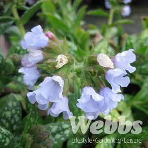 Pulmonaria OPAL ('Ocupol')