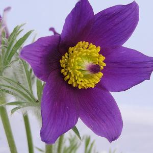 Pulsatilla 'Pinwheel Blue Violet'