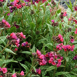 Pulmonaria 'Raspberry Splash'
