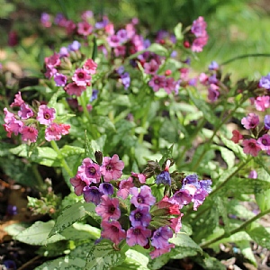 Pulmonaria 'Silver Bouquet'