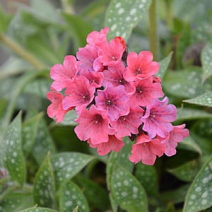 Pulmonaria 'Shrimps on the Barbie'