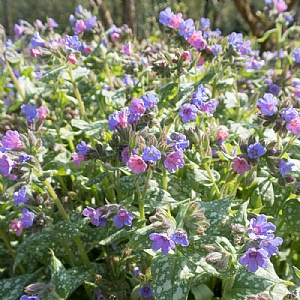 Pulmonaria 'Trevi Fountain'