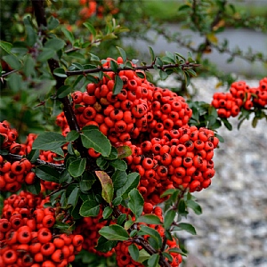Pyracantha coccinea 'Red Star'