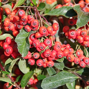 Pyracantha 'Orange Glow'