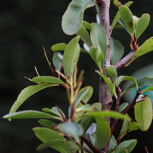 Pyracantha 'Saphyr Jaune'