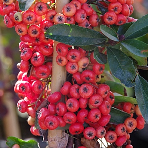 Pyracantha 'Saphyr Rouge'