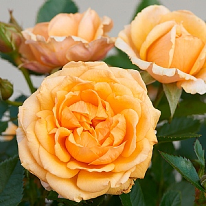 Radmila Parade Rose