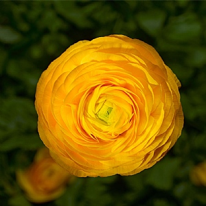 Ranunculus 'Golden Yellow'