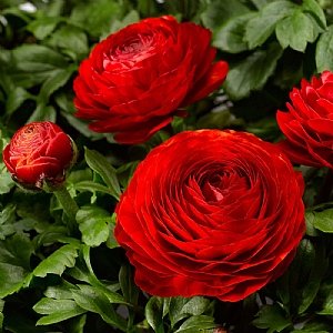 Ranunculus 'Magic Red'