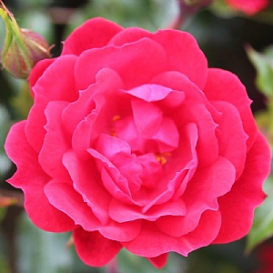 Raspberry Royale Patio Rose
