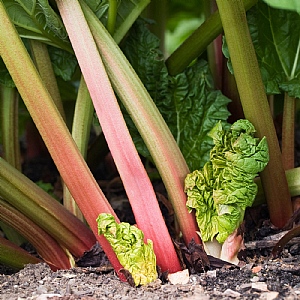 Rheum 'Red Champagne'