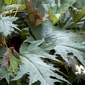 Rheum palmatum var tanguticum