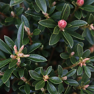 Rhododendron 'Bloombux Magenta'