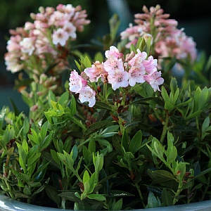 Rhododendron 'Bloombux Pink'