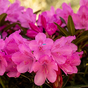 Rhododendron 'Graziella'