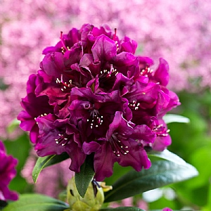 Rhododendron 'Polar Night'