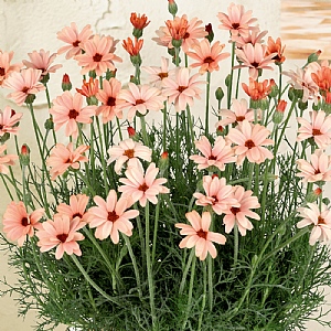 Rhodanthemum 'Zagora Orange'