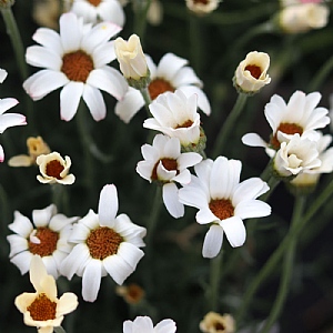 Rhodanthemum 'Zagora Yellow'