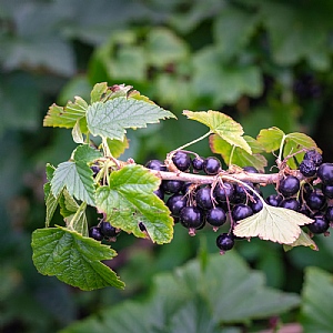 Blackcurrant Ribes 'Ben Sarek'