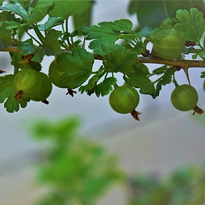 Gooseberry Ribes 'Hinnonmaki Yellow'