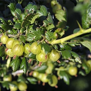 Gooseberry Ribes 'Invicta'