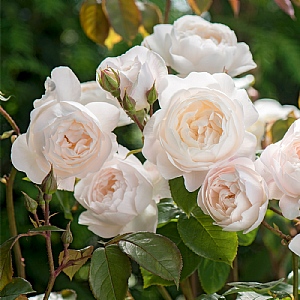 Desdemona Rose