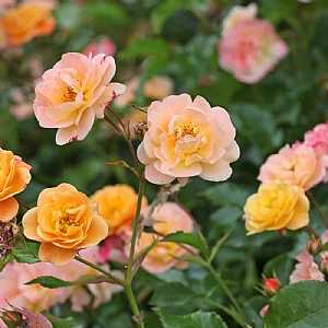 Rose 'Flower Carpet Amber'