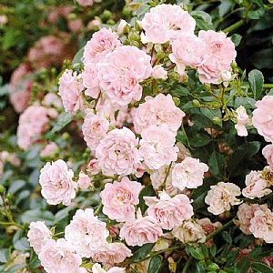Rosa 'The Fairy'