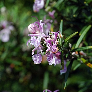 Rosmarinus officinalis 'Majorca Pink'