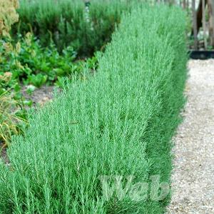 Rosmarinus officinalis