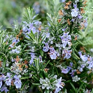 Rosmarinus prostratus 'Boule'