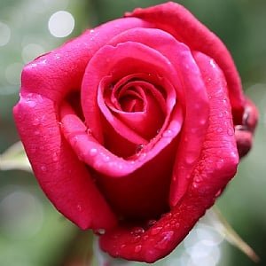 Rose 'Timeless Charisma'