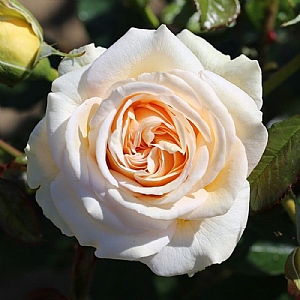 Rose 'Timeless Cream'