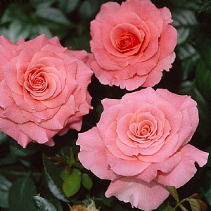 Rose 'Timeless Pink'