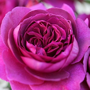 Rose 'Timeless Purple'