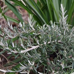 Rosmarinus 'Whitewater Silver'