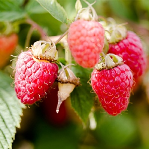 Raspberry Rubus 'Malling Jewel'