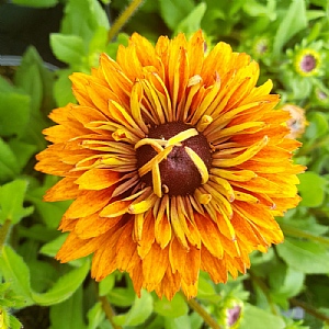 Rudbeckia 'Sunbeckia Graffiti Caramel'