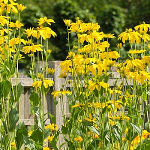 Rudbeckia laciniata 'Juligold'