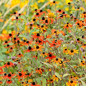 Rudbeckia triloba 'Prairie Glow'