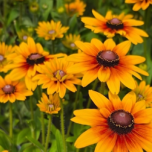 Rudbeckia 'Sunbeckia Carla'