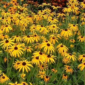 Rudbeckia fulgida var.sullivantii 'Goldsturm'