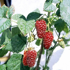 Rubus 'Tayberry'