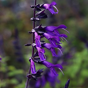 Salvia 'Amistad'